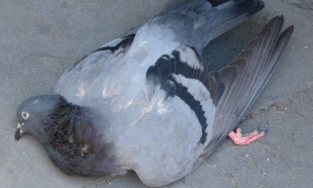 Saint-Germain-en-Laye accusée de gazer les pigeons