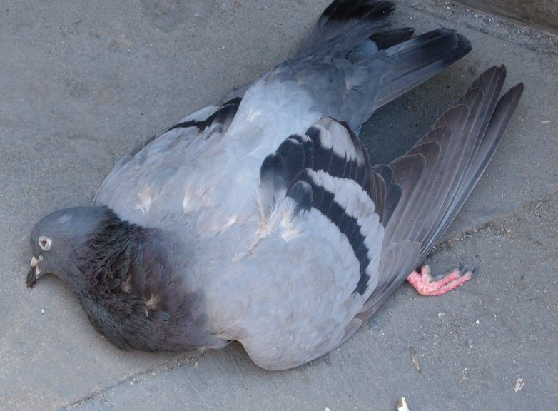 Saint-Germain-en-Laye accusée de gazer les pigeons
